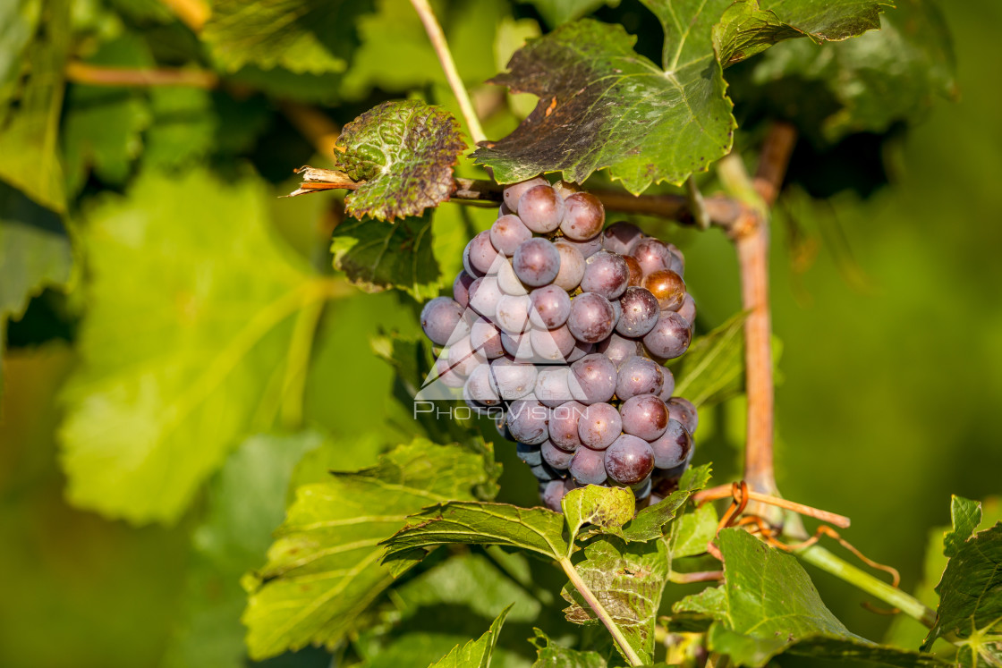 "Wine grapes before harvest" stock image