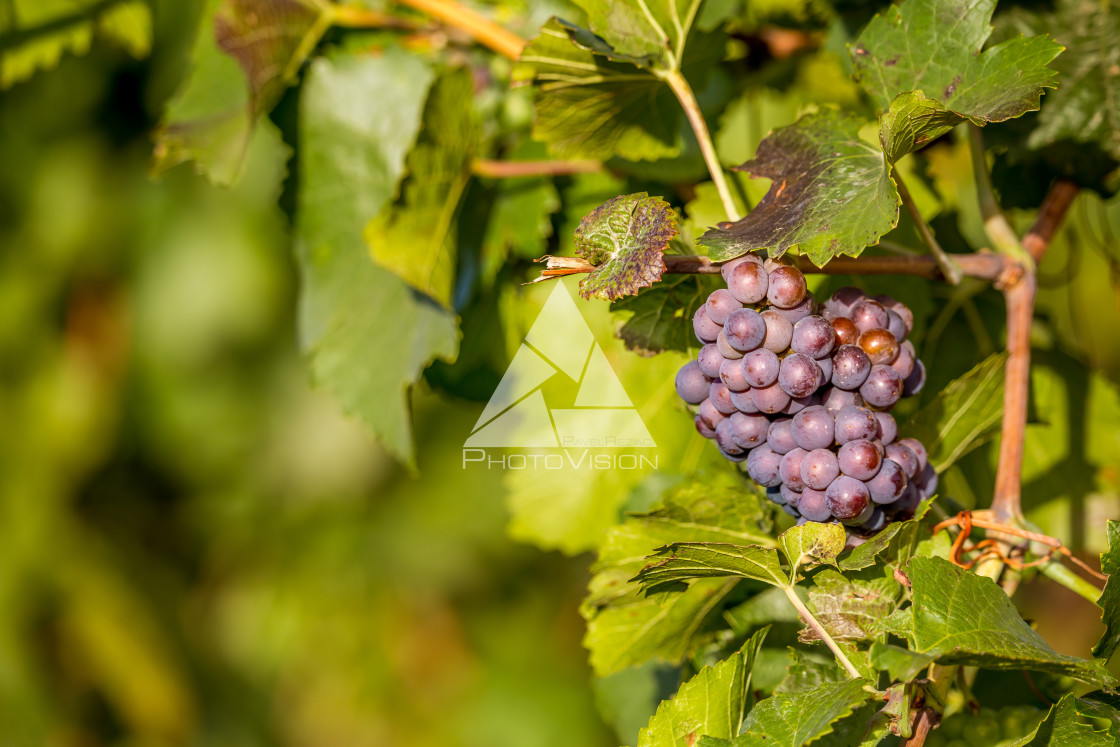 "Wine grapes before harvest" stock image