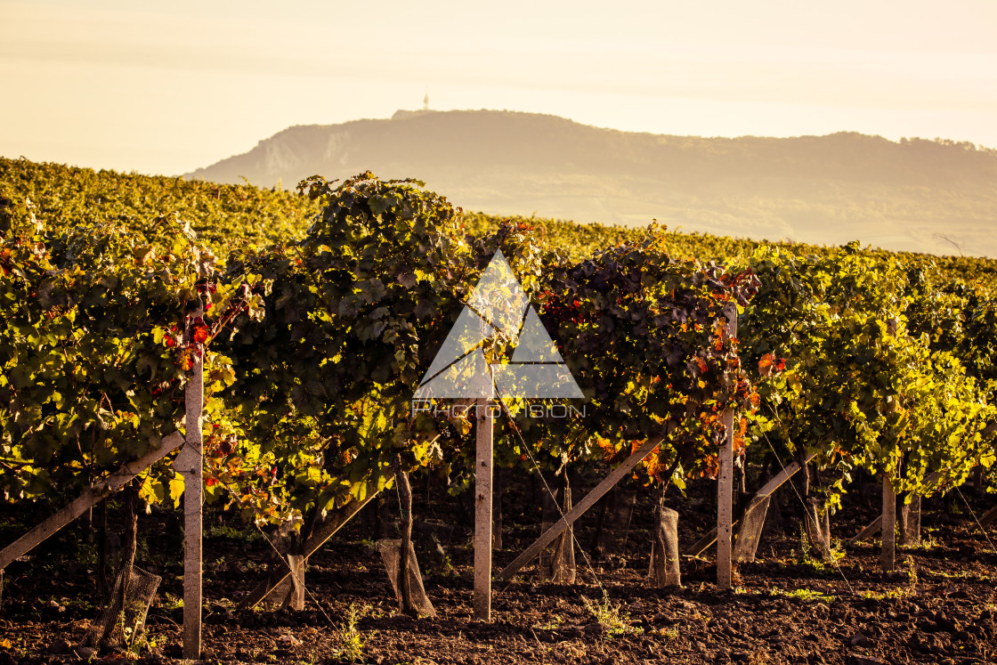 "The first rays of the autumn sun in the vineyard" stock image