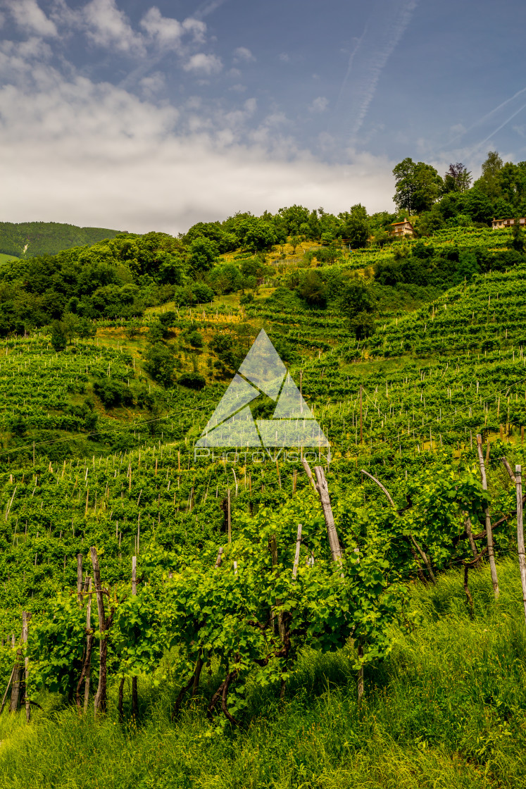 "Green hills and valleys with vineyards of Prosecco wine region" stock image