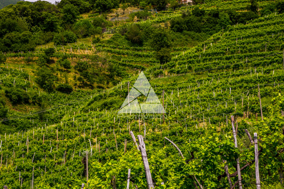 "Green hills and valleys with vineyards of Prosecco wine region" stock image