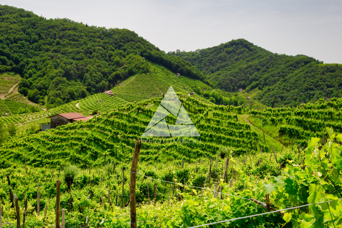 "Green hills and valleys with vineyards of Prosecco wine region" stock image