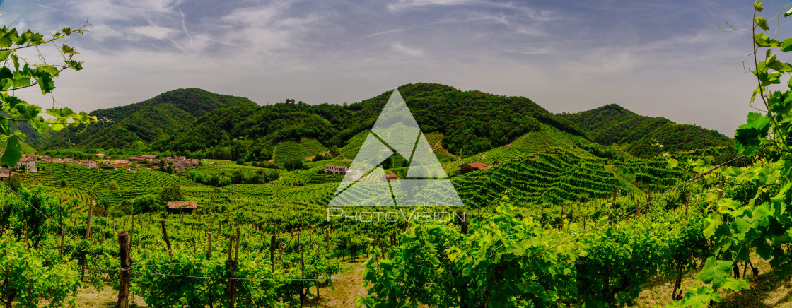"Panorama of the vineyards of Prosecco vineyards" stock image
