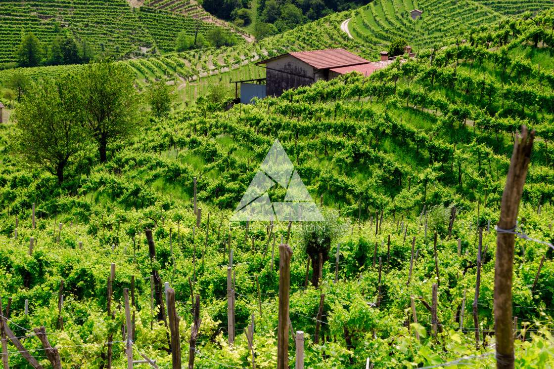 "Green hills and valleys with vineyards of Prosecco wine region" stock image