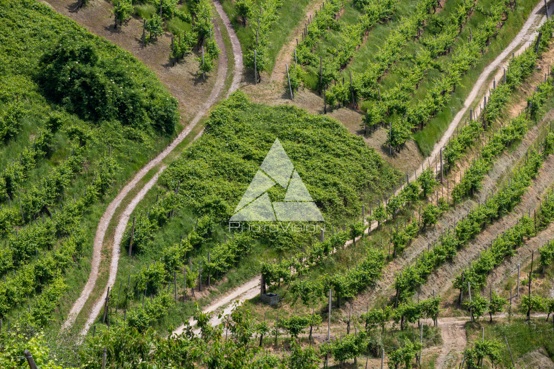 "Paths between the vineyards" stock image