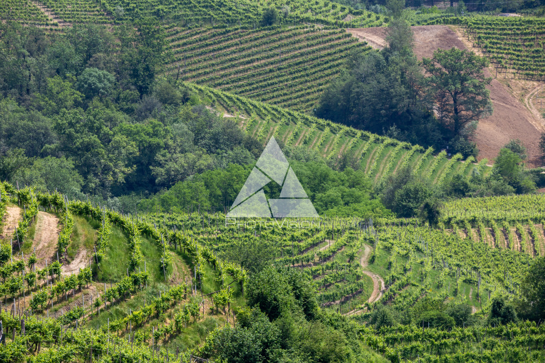 "Green hills and valleys with vineyards of Prosecco wine region" stock image