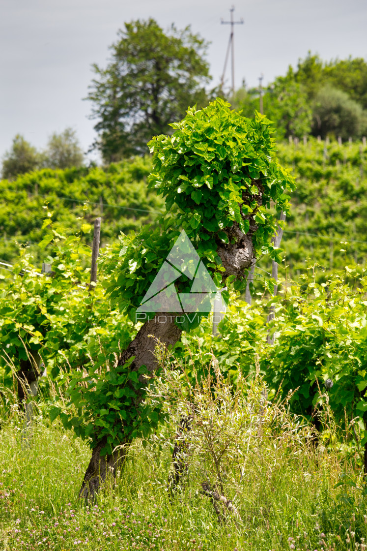 "Green hills and valleys with vineyards of Prosecco wine region" stock image