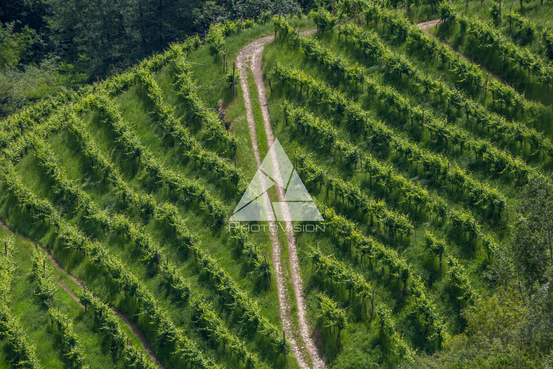 "Paths between the vineyards" stock image