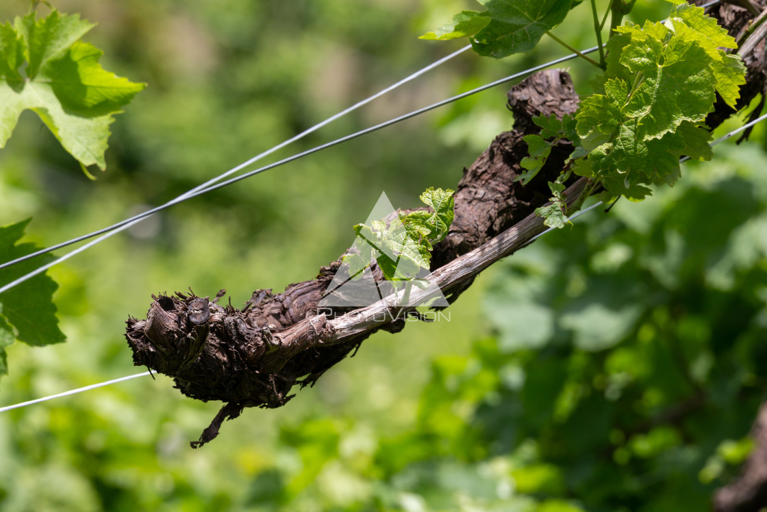 "Detail of vine with defocused background" stock image