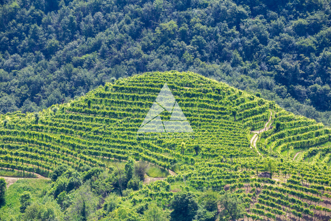 "Green hills and valleys with vineyards of Prosecco wine region" stock image