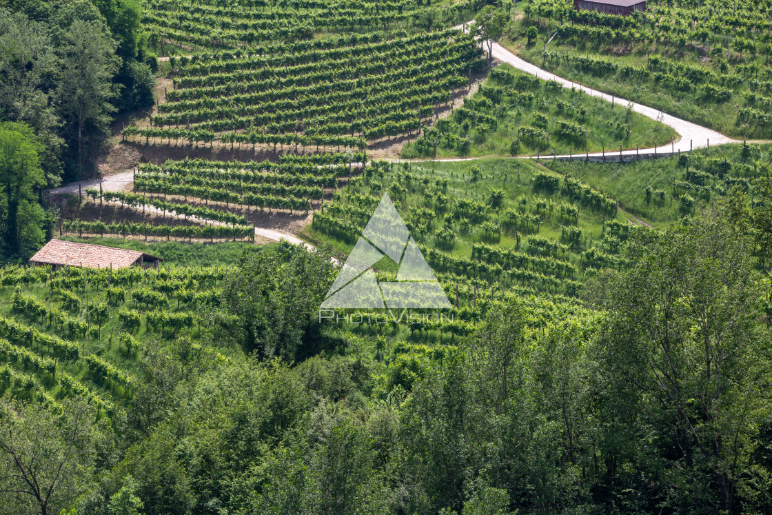 "Paths between the vineyards" stock image