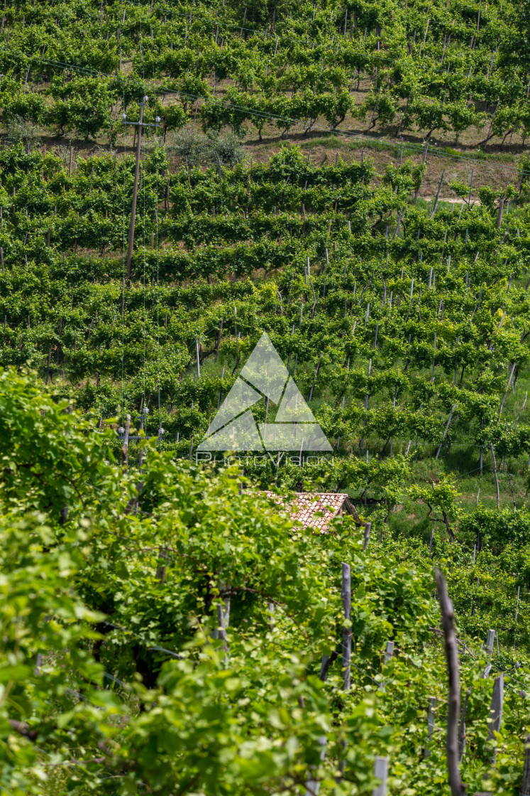 "Green hills and valleys with vineyards of Prosecco wine region" stock image