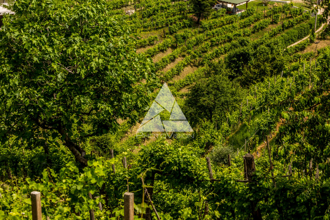 "Green hills and valleys with vineyards of Prosecco wine region" stock image