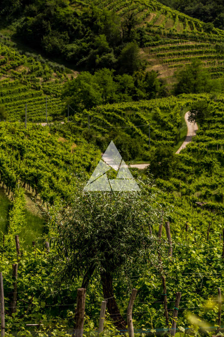 "Green hills and valleys with vineyards of Prosecco wine region" stock image