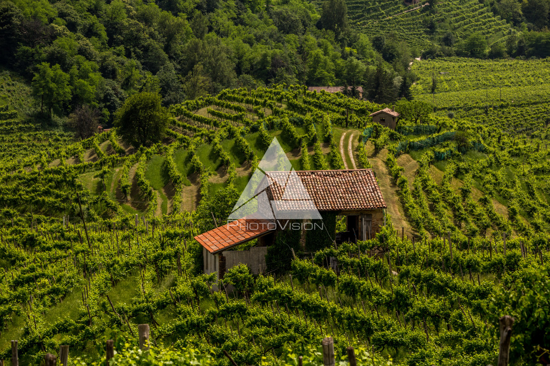 "Green hills and valleys with vineyards of Prosecco wine region" stock image