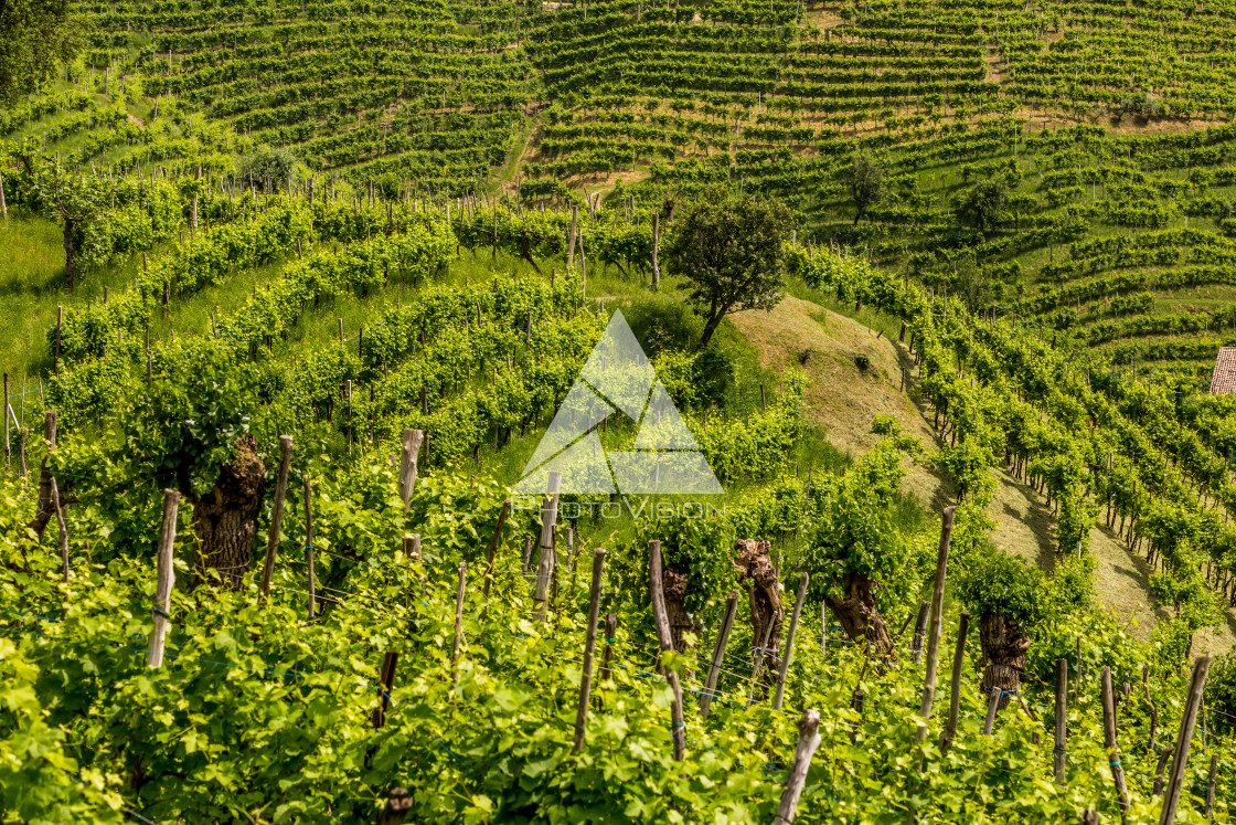 "Green hills and valleys with vineyards of Prosecco wine region" stock image