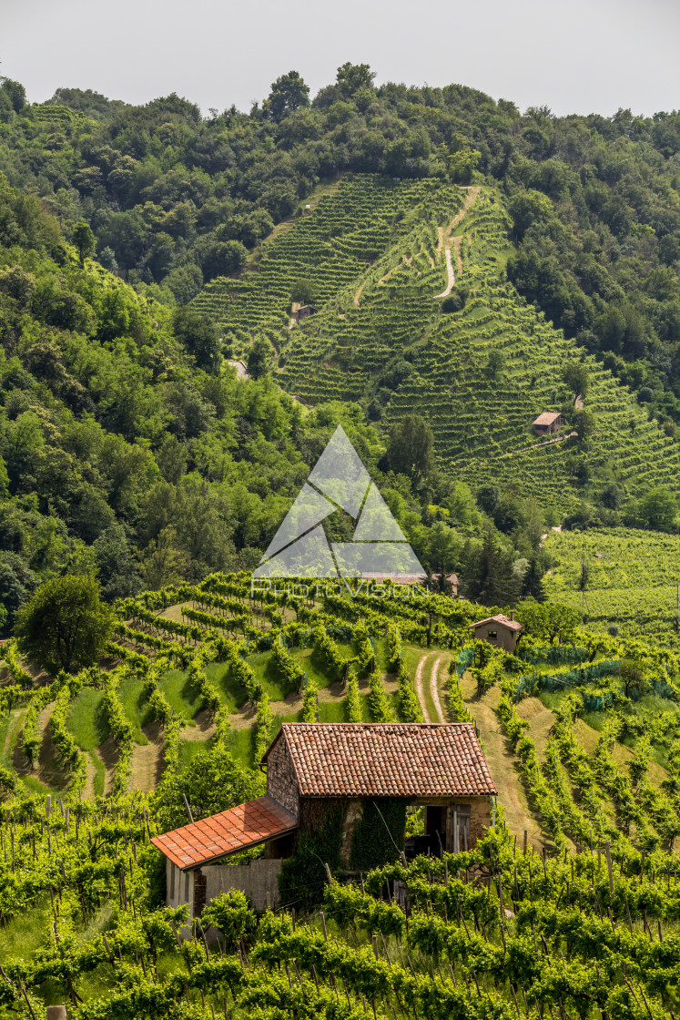 "Green hills and valleys with vineyards of Prosecco wine region" stock image