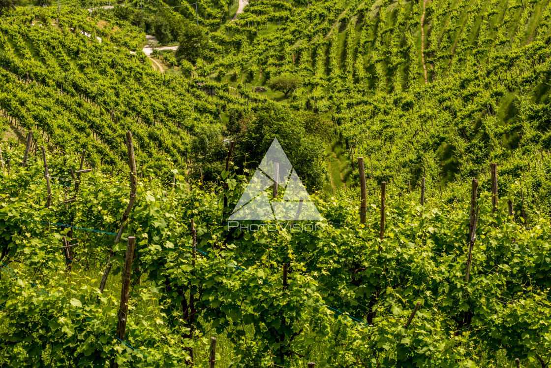 "Picturesque hills with vineyards of the Prosecco sparkling wine, region in Valdobbiadene, Veneto, Italy." stock image