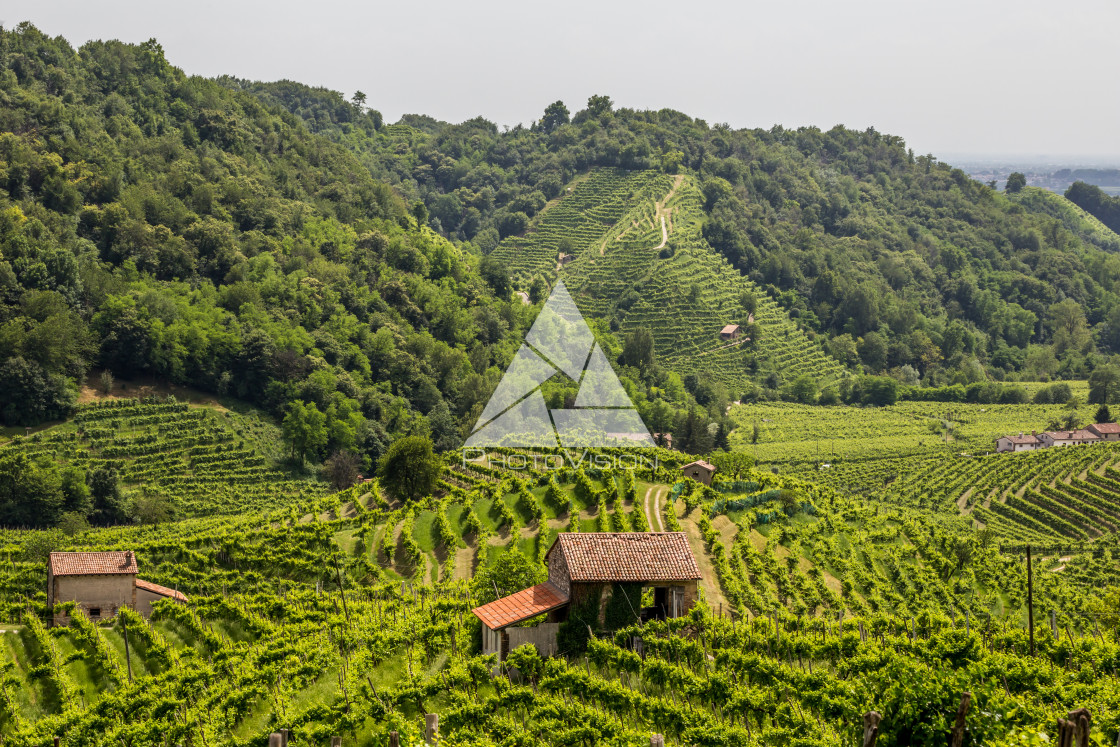 "Green hills and valleys with vineyards of Prosecco wine region" stock image