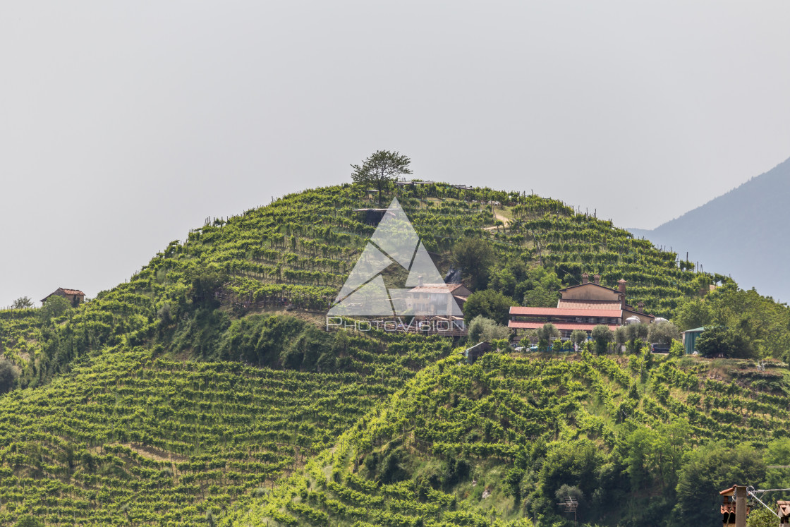 "Green hills and valleys with vineyards of Prosecco wine region" stock image