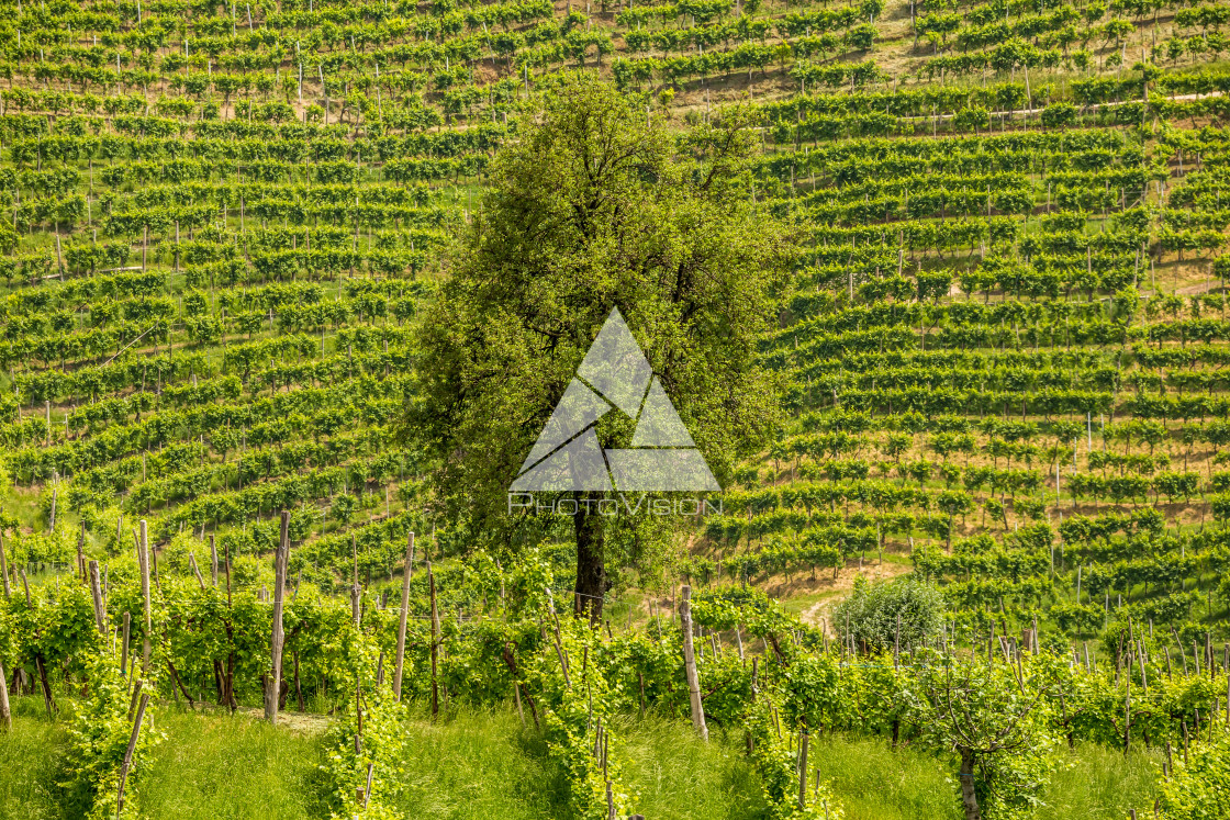 "Green hills and valleys with vineyards of Prosecco wine region" stock image