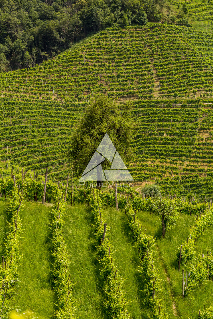 "Green hills and valleys with vineyards of Prosecco wine region" stock image