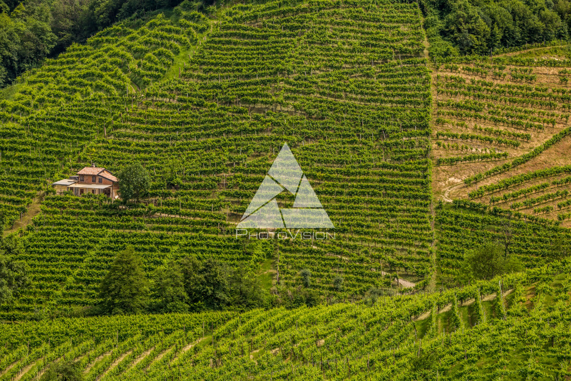 "Green hills and valleys with vineyards of Prosecco wine region" stock image