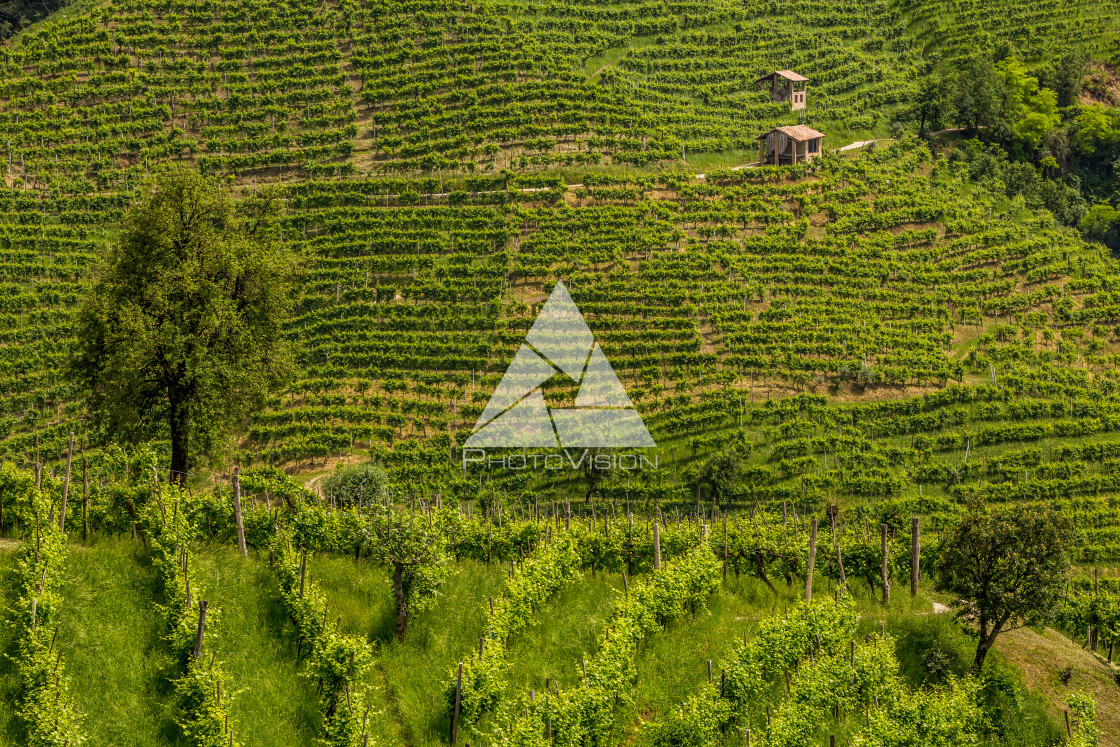 "Green hills and valleys with vineyards of Prosecco wine region" stock image