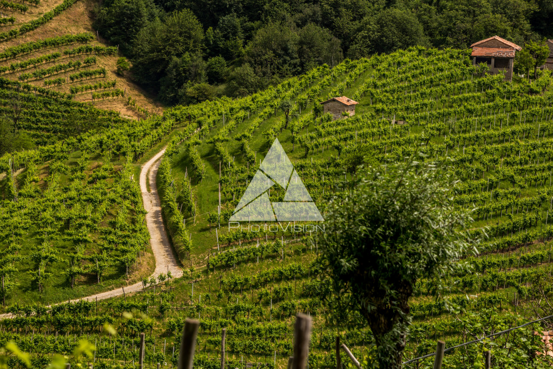 "The road between the vineyards in the Prosecco wine region" stock image