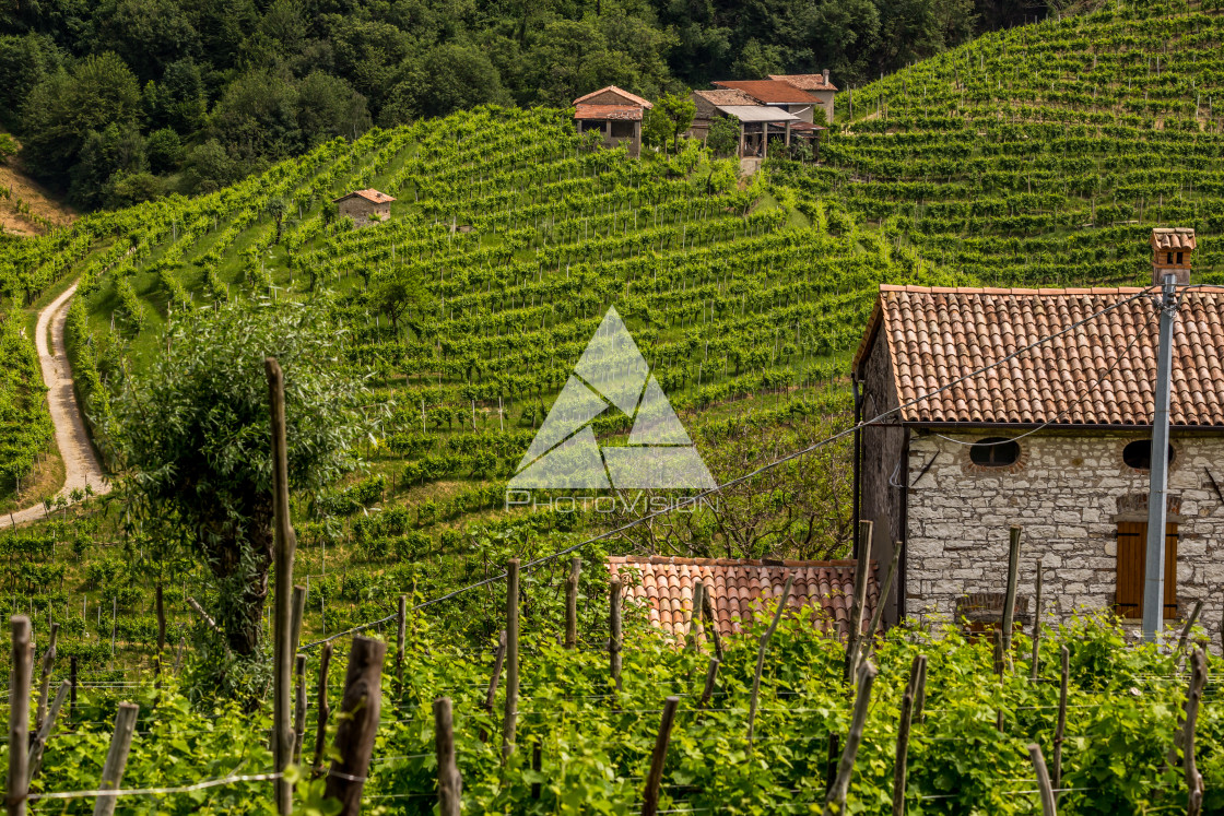 "Green hills and valleys with vineyards of Prosecco wine region" stock image