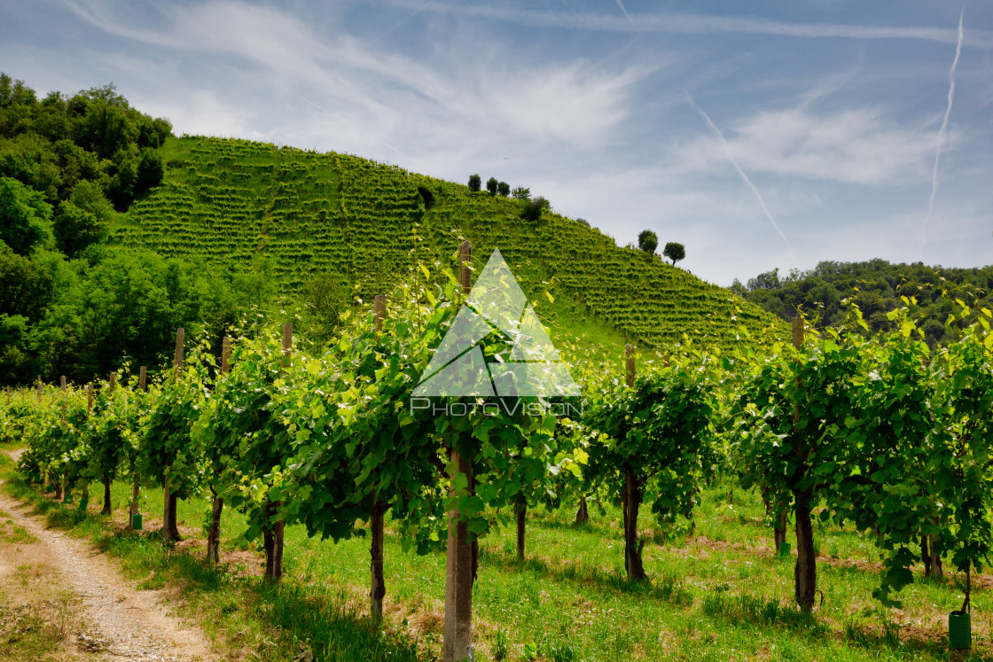 "Path to vineyards under hills in the Valdobbiadene area" stock image