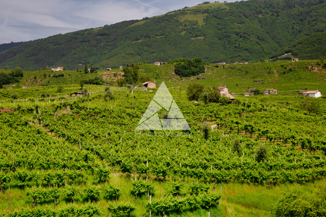 "Vineyards on the slopes of the hills in Valdobbiadene." stock image