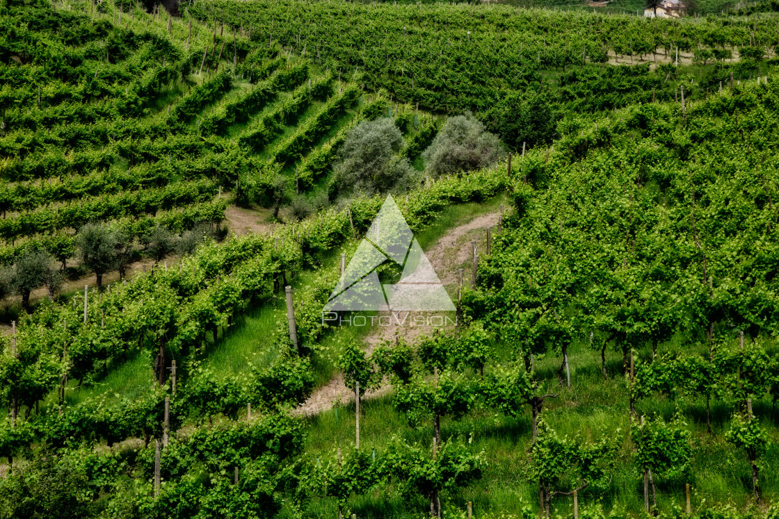 "Vineyards on the slopes of the hills in Valdobbiadene." stock image