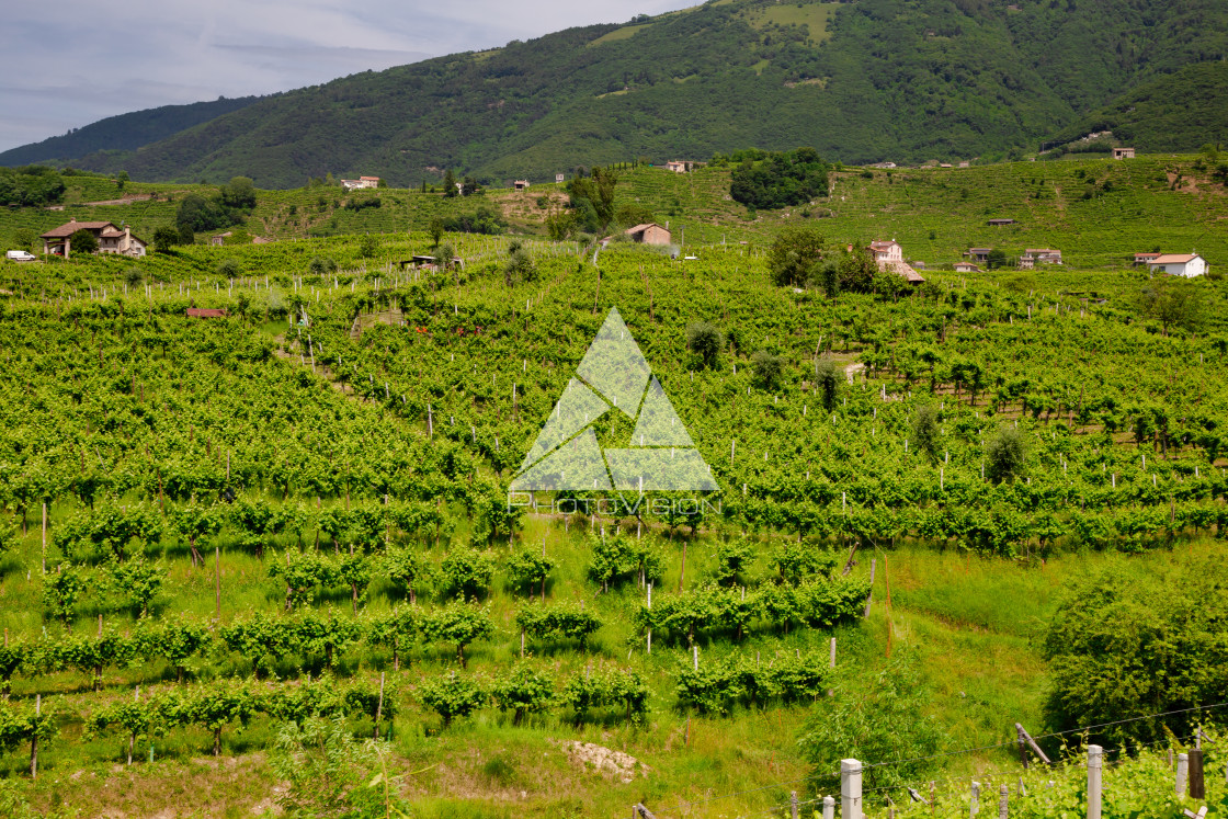 "Vineyards on the slopes of the hills in Valdobbiadene." stock image