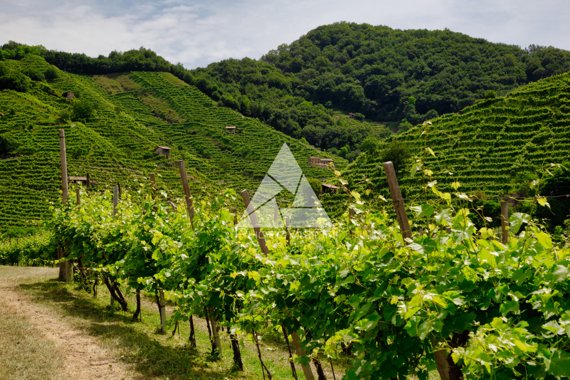 "Path to vineyards under hills in the Valdobbiadene area" stock image