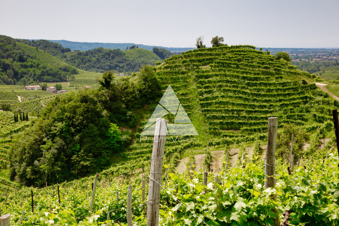 "Green hills and valleys with vineyards of Prosecco wine region" stock image