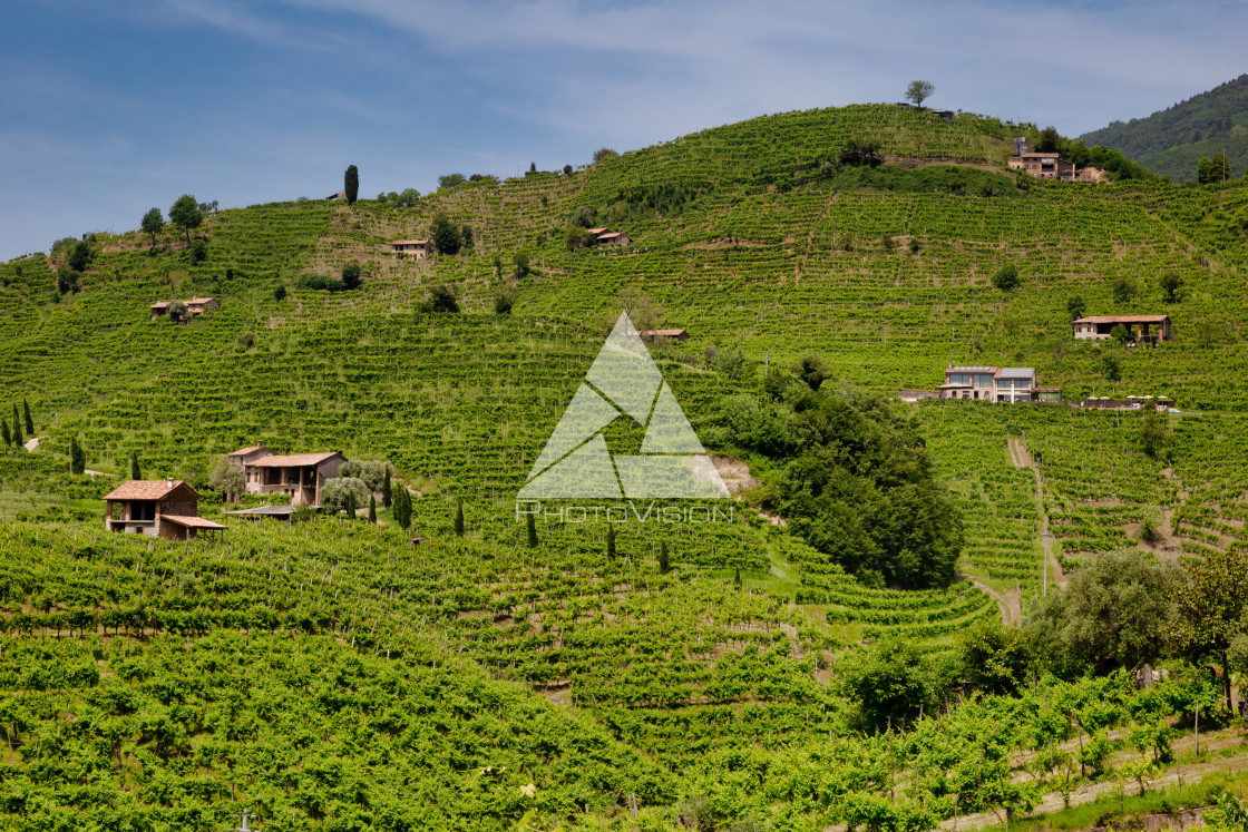 "Green hills and valleys with vineyards of Prosecco wine region" stock image