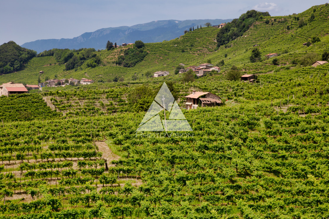 "Green hills and valleys with vineyards of Prosecco wine region" stock image