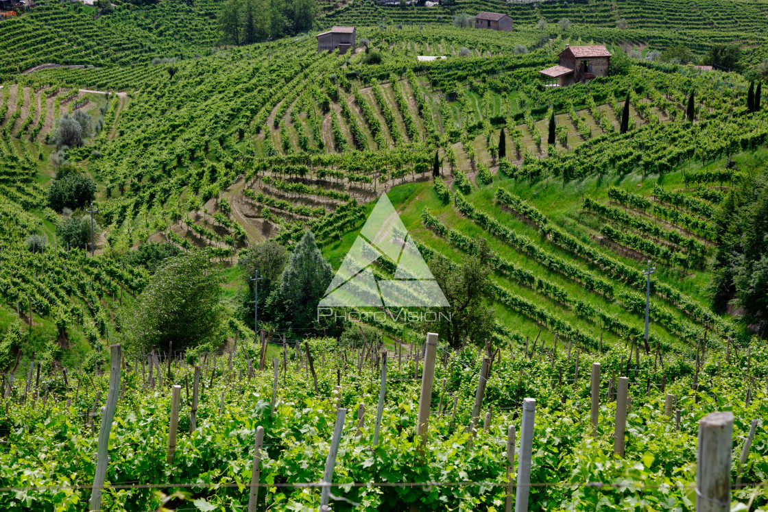 "Green hills and valleys with vineyards of Prosecco wine region" stock image