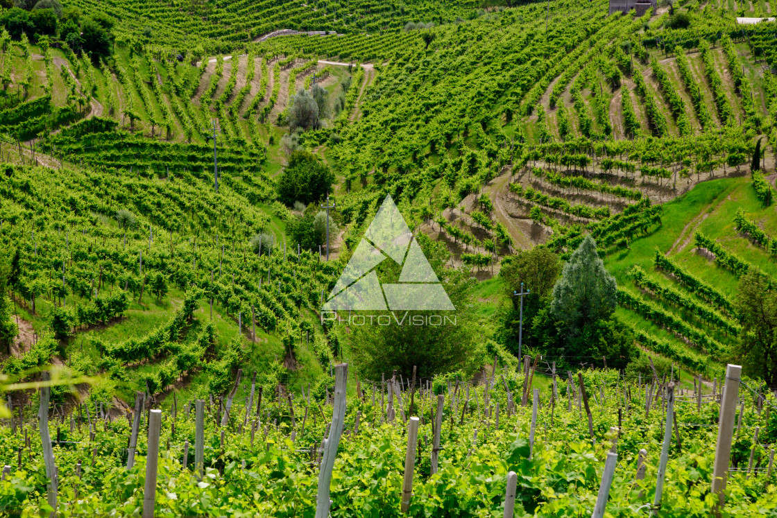 "Green hills and valleys with vineyards of Prosecco wine region" stock image