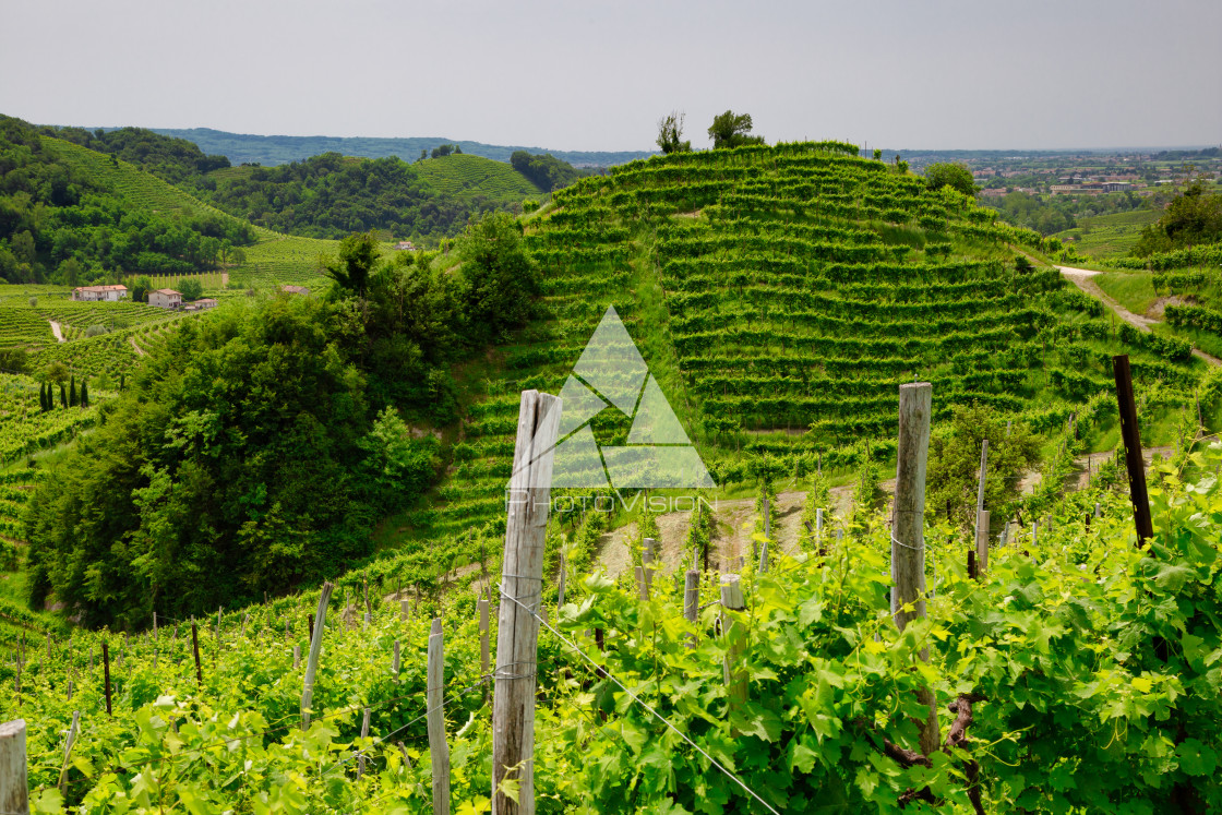 "Green hills and valleys with vineyards of Prosecco wine region" stock image