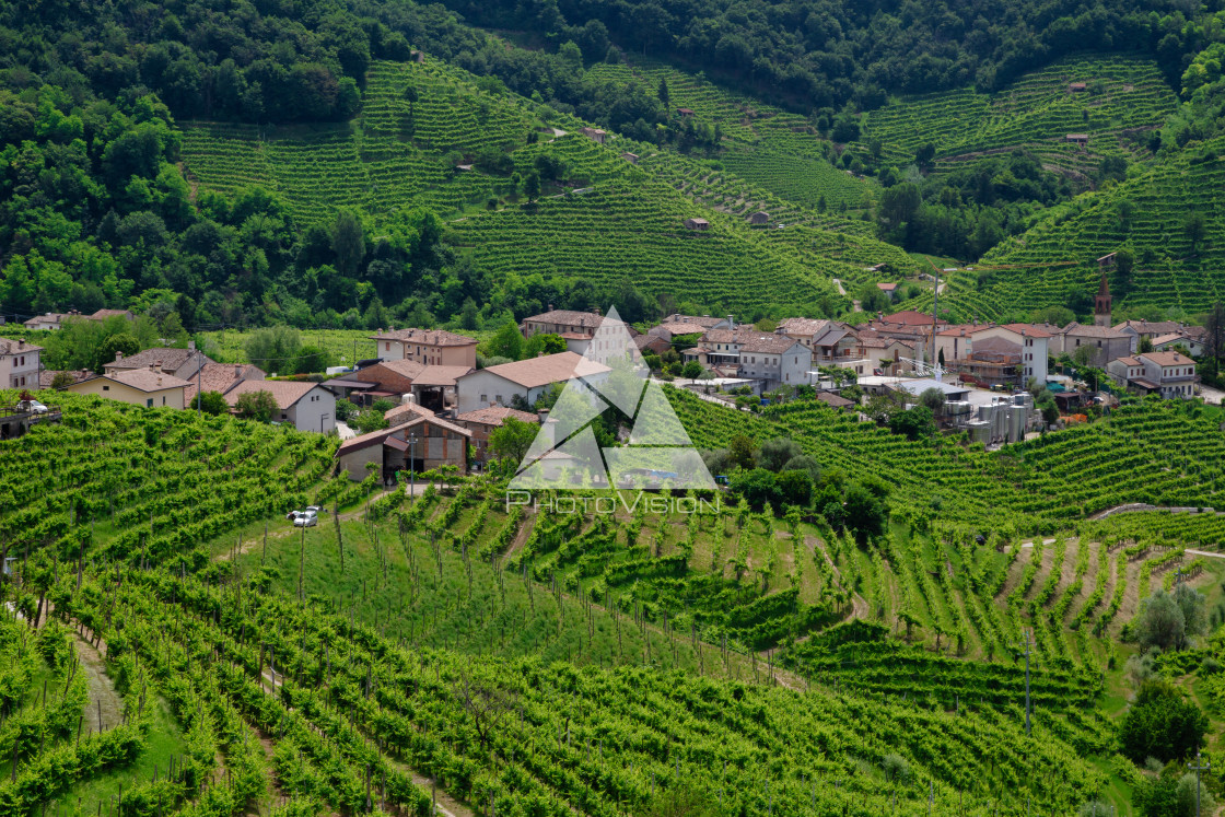 "Green hills and valleys with vineyards of Prosecco wine region" stock image