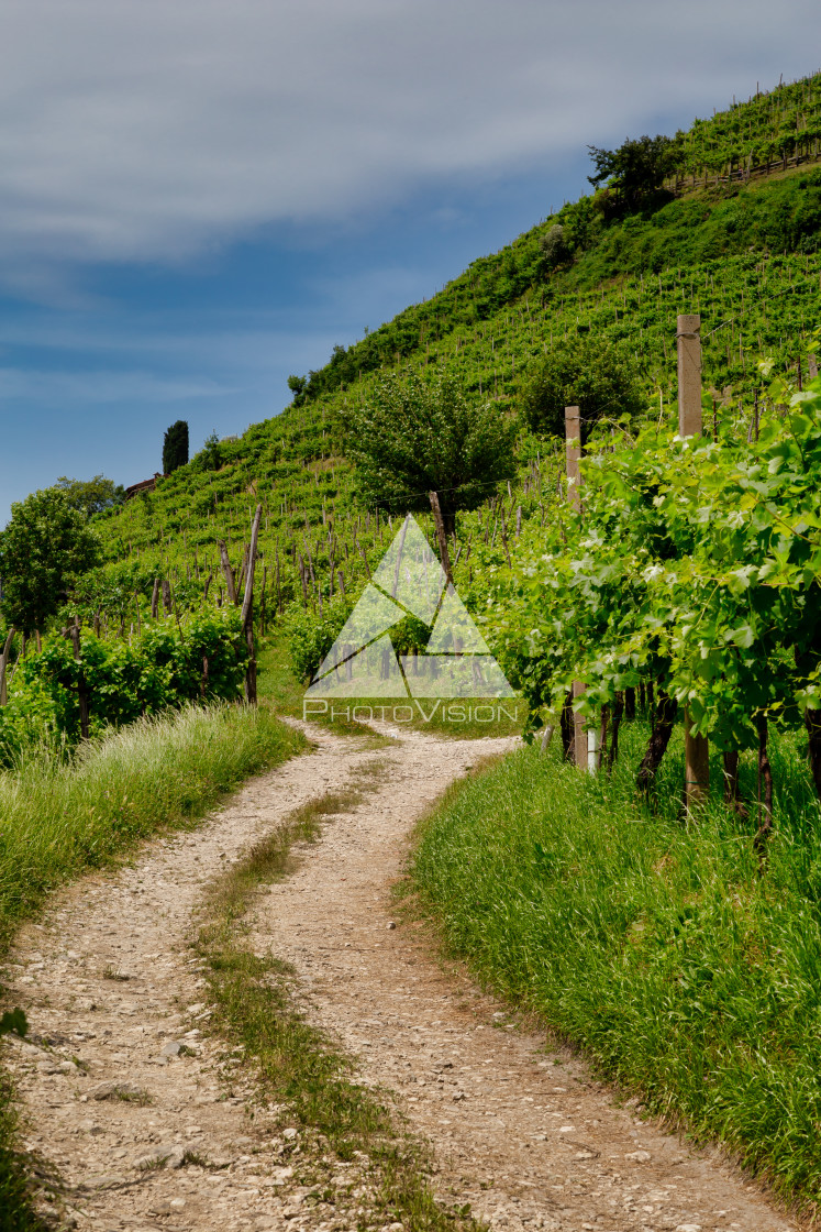 "Path to vineyards under hills in the Valdobbiadene area" stock image