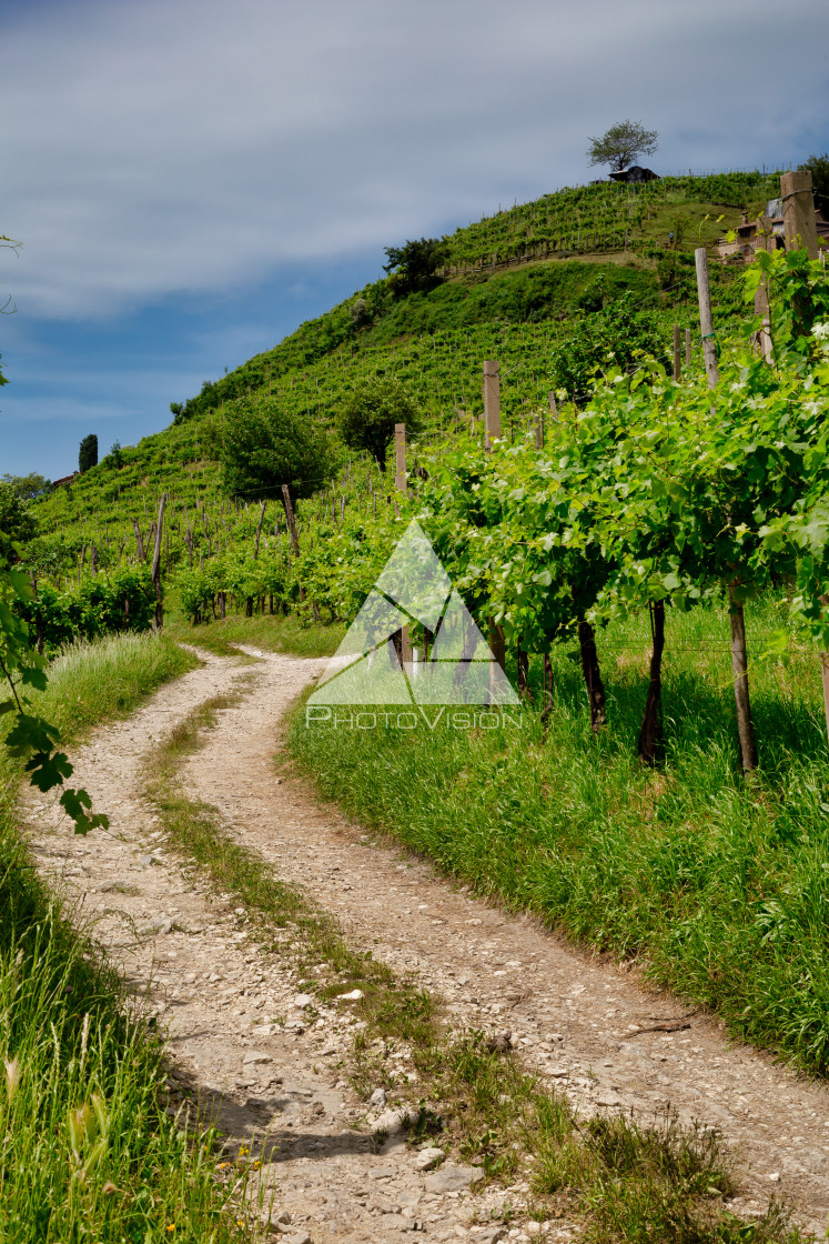 "Path to vineyards under hills in the Valdobbiadene area" stock image