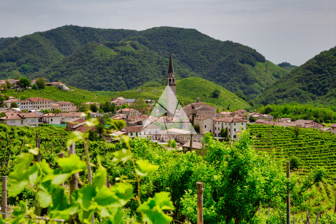 "Santo Stefano village surrounded by vineyards" stock image