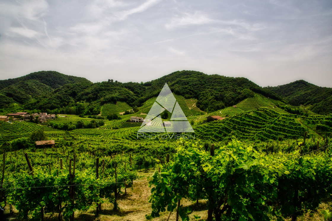 "Panorama of the vineyards of Prosecco vineyards" stock image