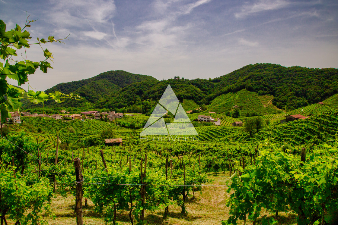 "Panorama of the vineyards of Prosecco vineyards" stock image