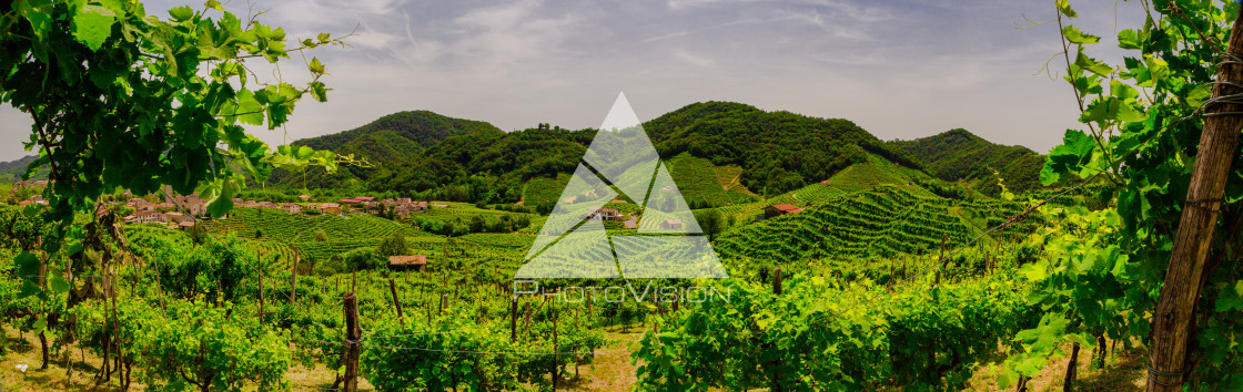 "Panorama of the vineyards of Prosecco vineyards" stock image