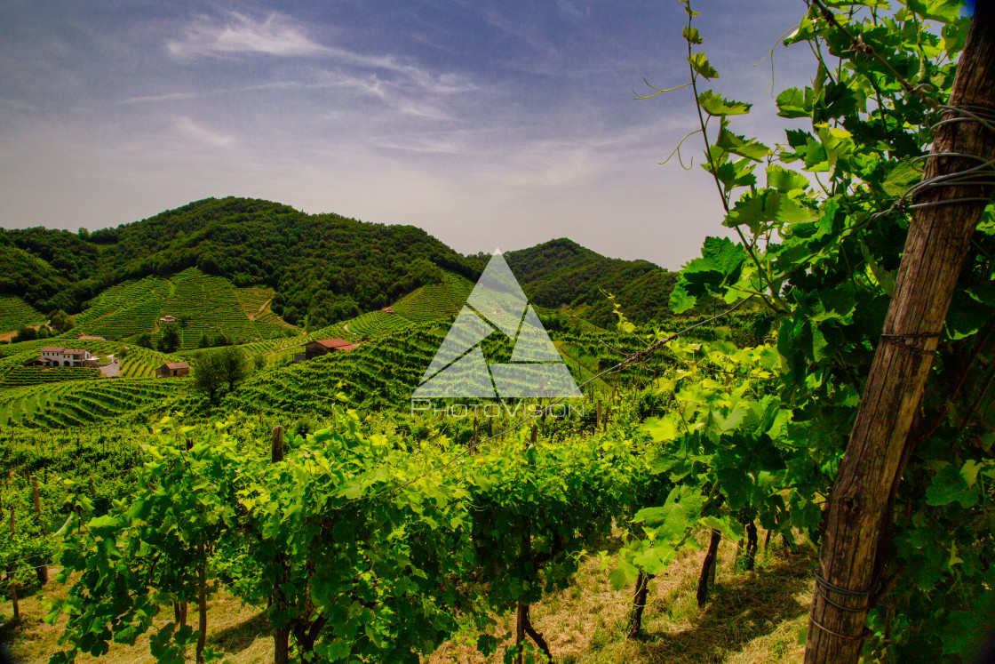 "Panorama of the vineyards of Prosecco vineyards" stock image