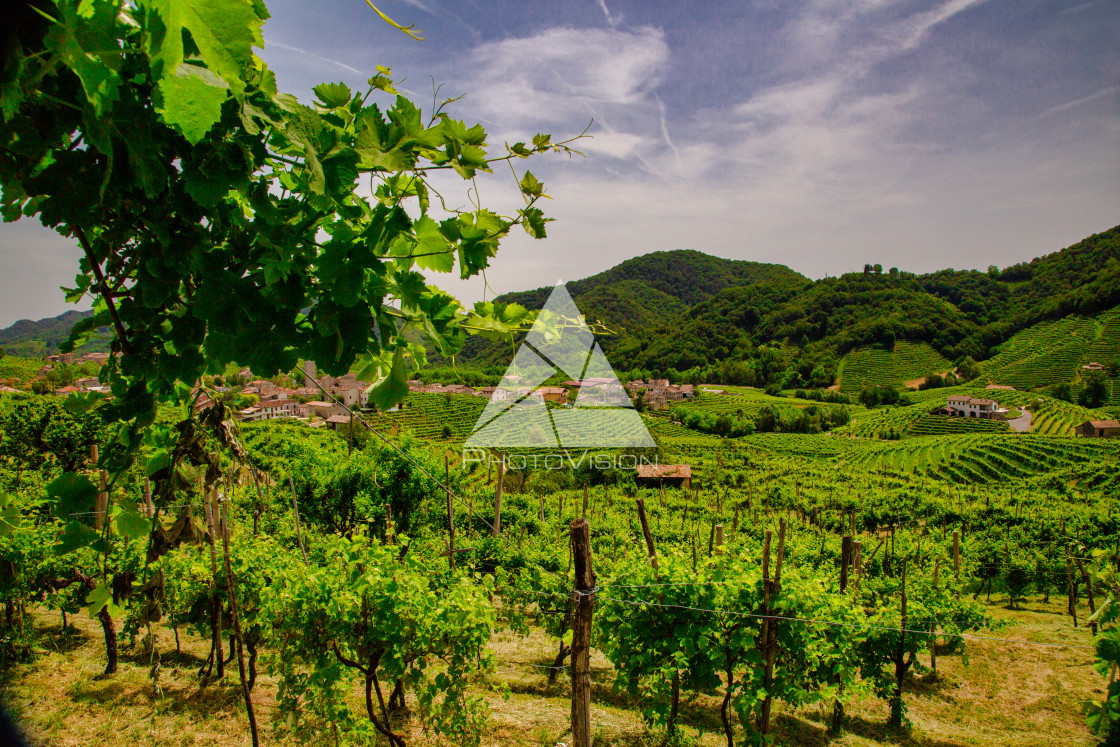 "Panorama of the vineyards of Prosecco vineyards" stock image